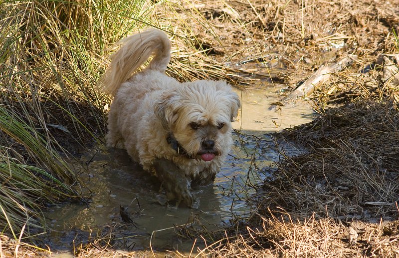 mills puddle.jpg